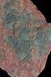 Large, x Scyphocrinites Crinoid Plate - Morocco #45098-2